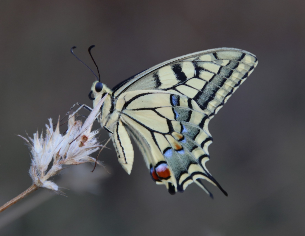 זנב_סנונית_נאה_גוש_עציון2