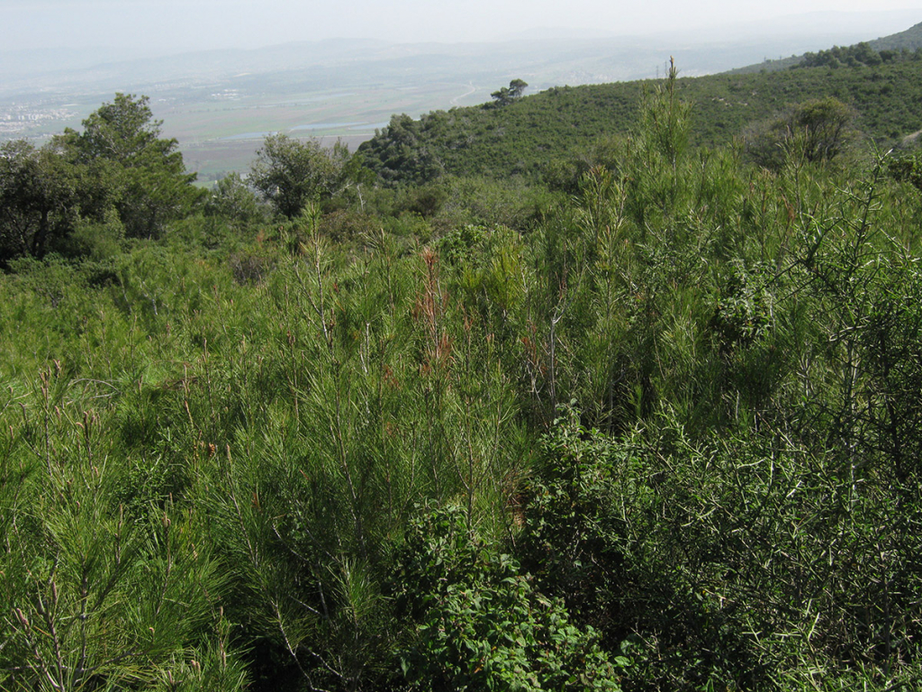 זריעי אורנים גדלים בצפיפות בכרמל- צילום אלי סלייפצ'ביץ