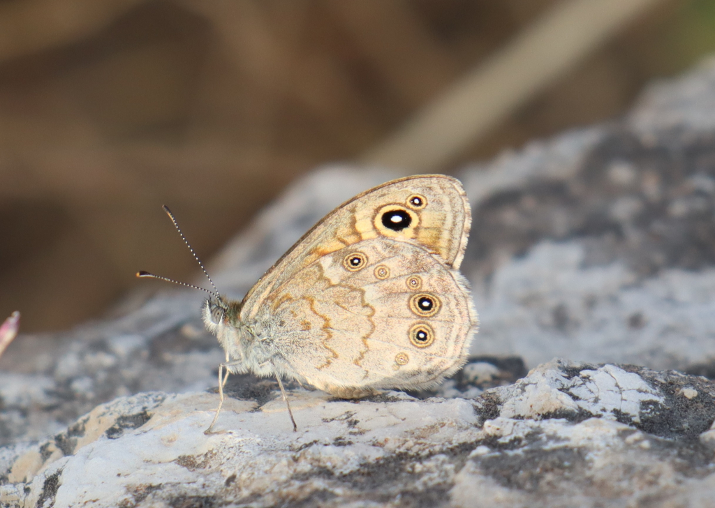 חומית_היבלית_שפלת_יהודה