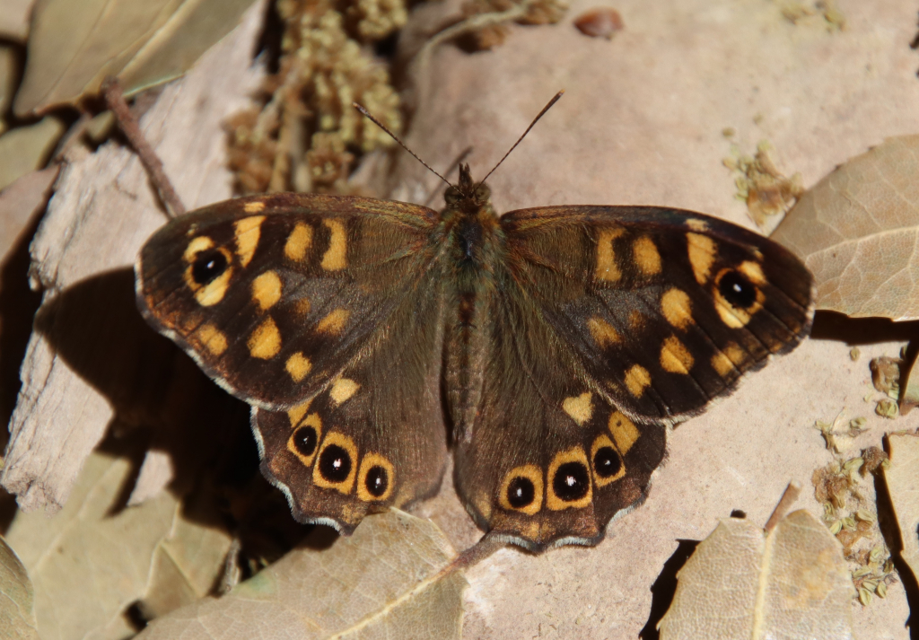 חומית_מנומרת_שמורת_החרמון_מזדמן_צפוני_נדיר