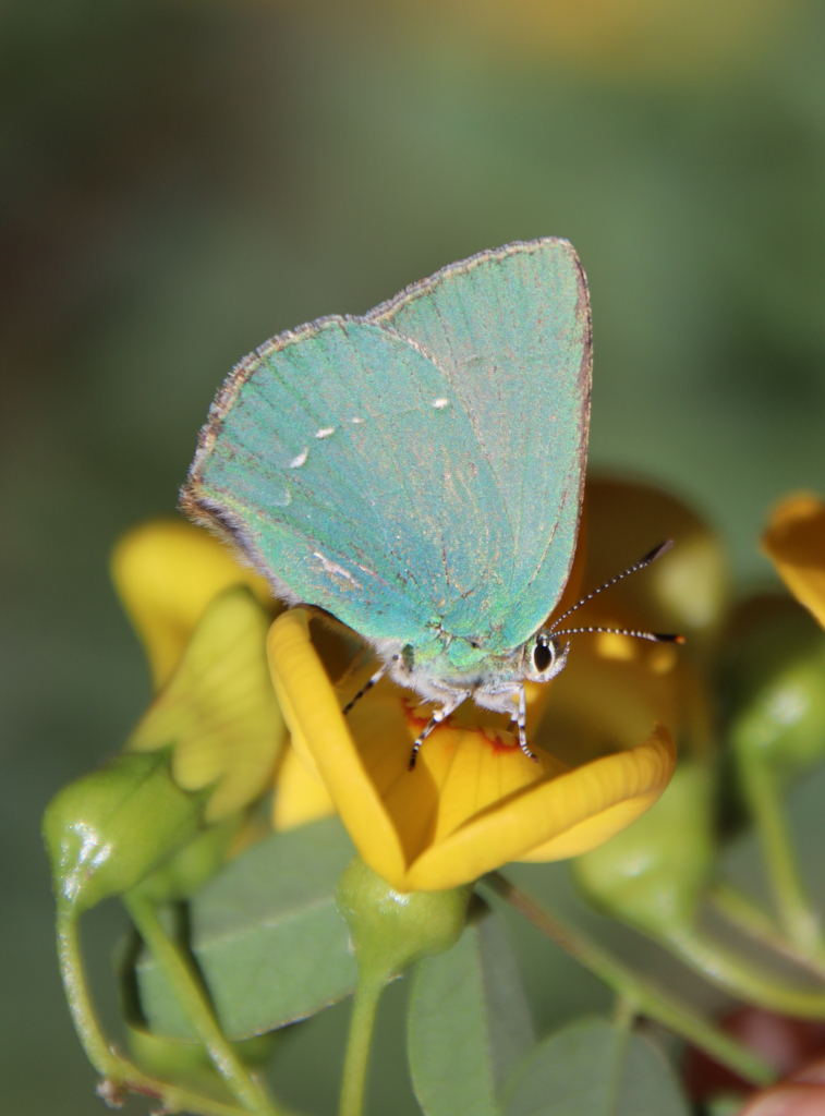 ירוקי_הרקולס_שמורת_הר_החרמון