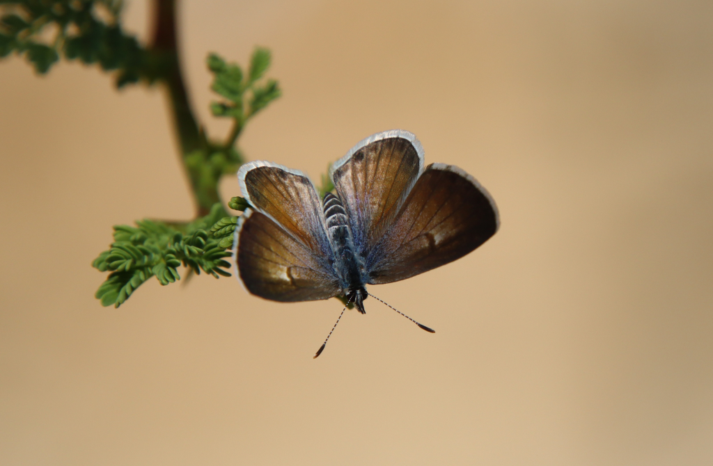 כחלון_הינבוט_שמורת_עין_גדי