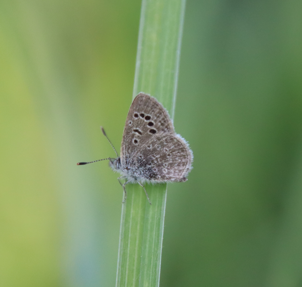 כחלון_הקוטב_גן_לאומי_ירקון
