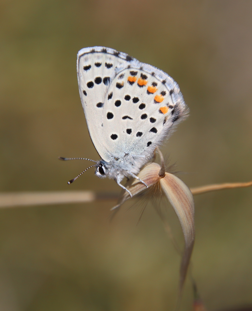 כחליל_האזוב_גן_לאומי_אשקלון