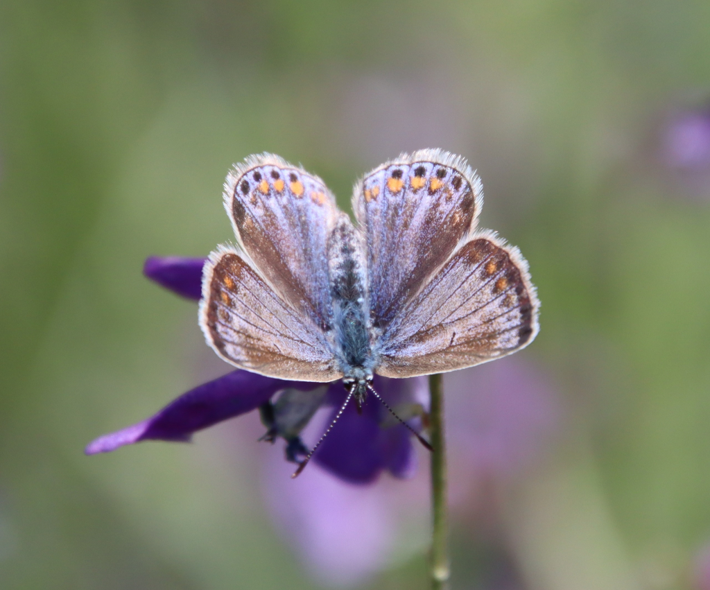 כחליל_השברק_בצפון_הגולן