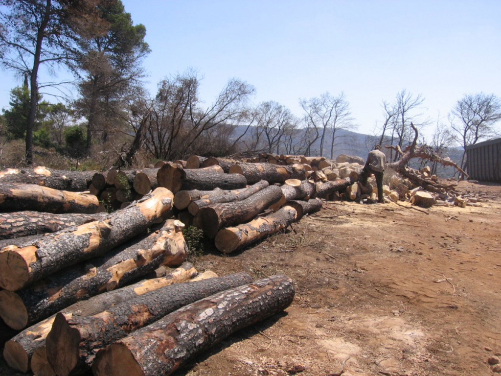 כריתת אורנים בשטחים שנשרפו בכרמל- צילום אלי סלייפצ'ביץ