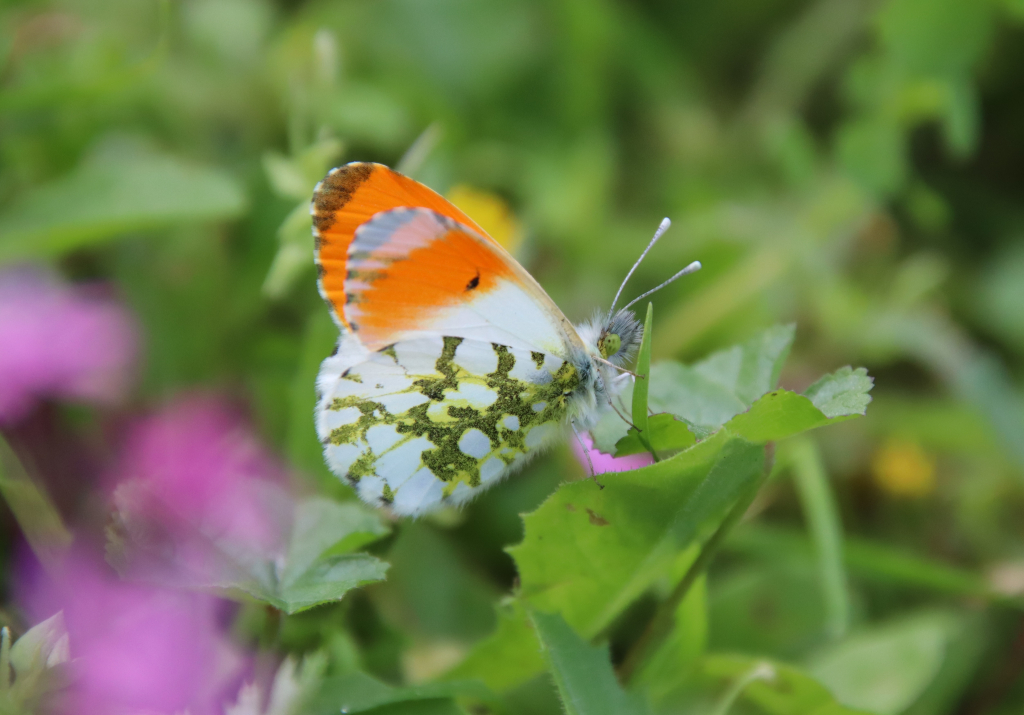 כתום_כנף_המצלתיים_יער_בן_שמן