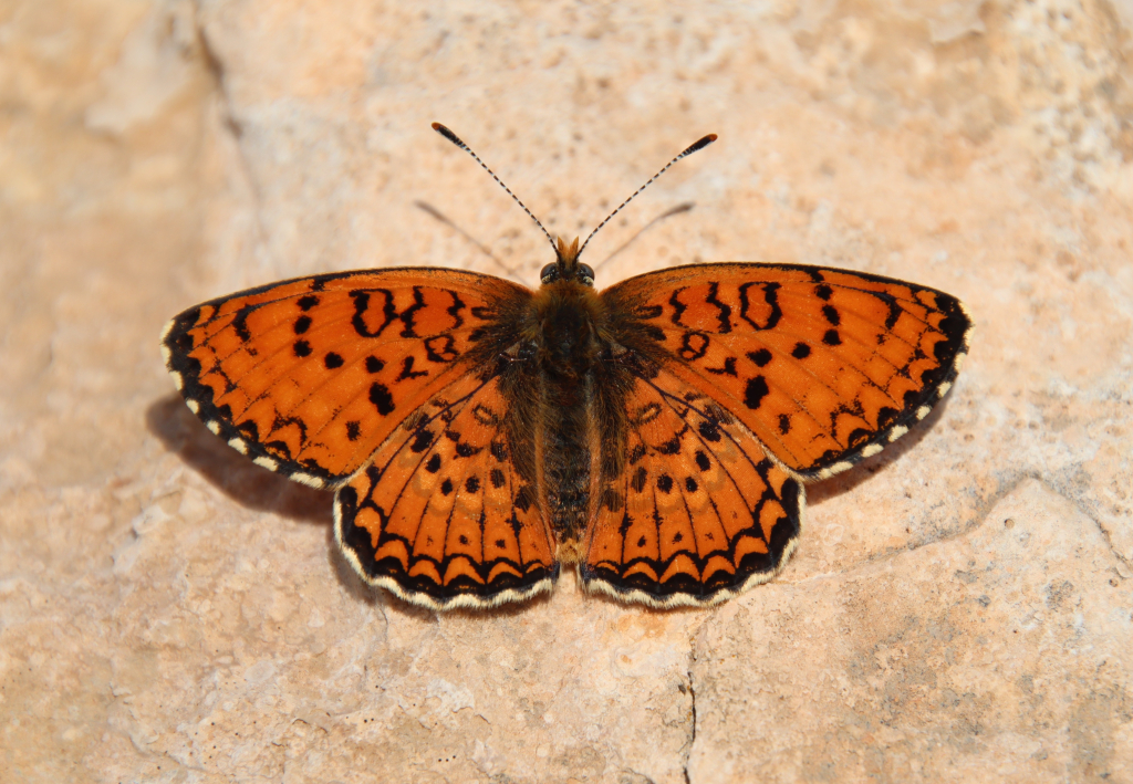 כתמית_הדרדר_מין_מוגן_ונדיר_במזרח_בנימין