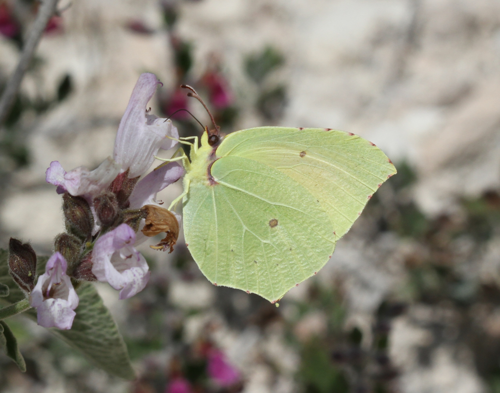 לימונית_האשחר_גן_לאומי_הכרמל_-_דותן_רותם_רשות_הטבע_והגנים