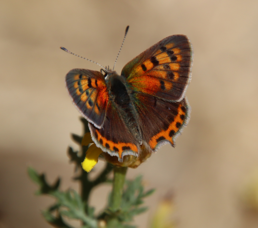 נחושתן_הארכובית_שמורת_נחל_פרת
