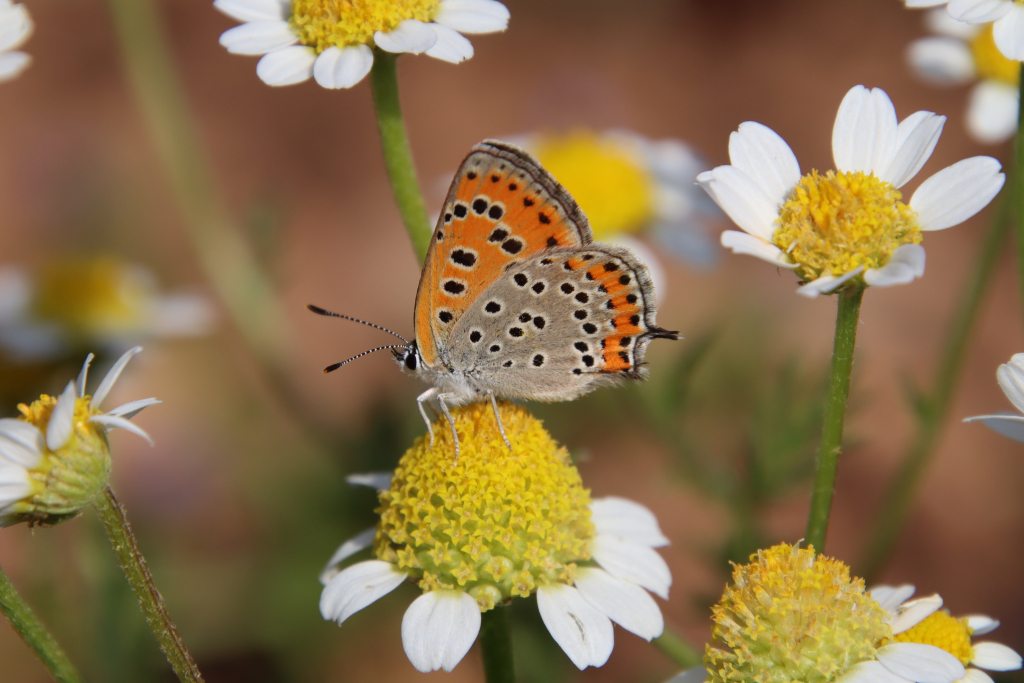 נחושתן_החומעה_גוש_עציון