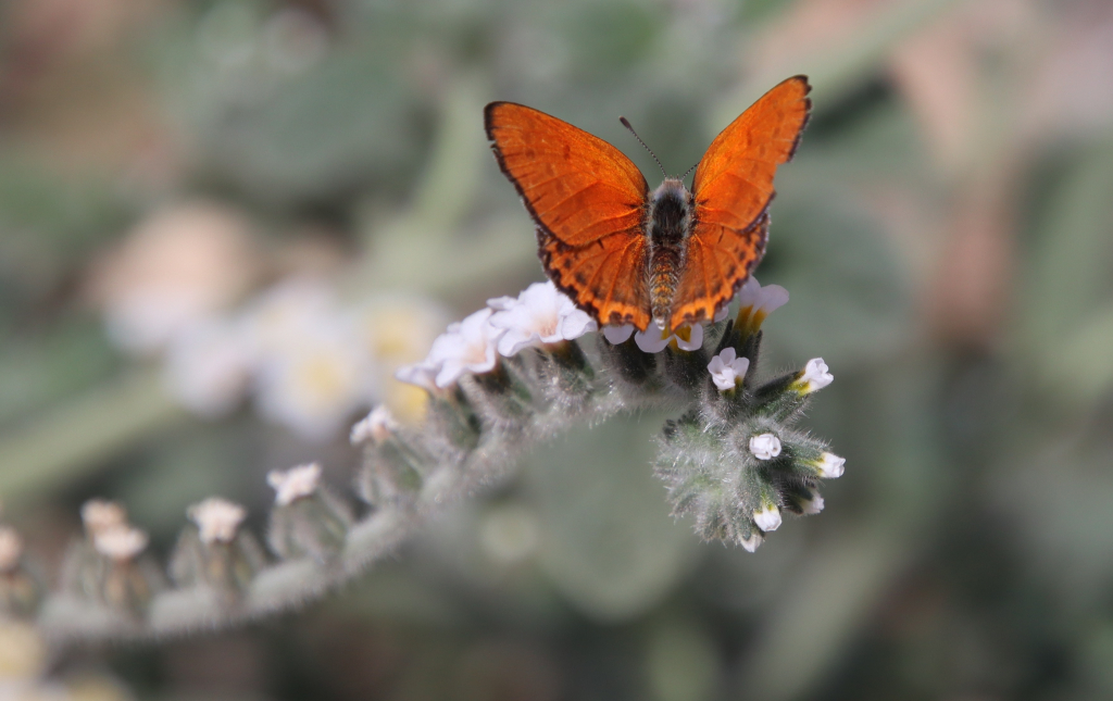 נחושתן_החומעה_גן_לאומי_ירקון