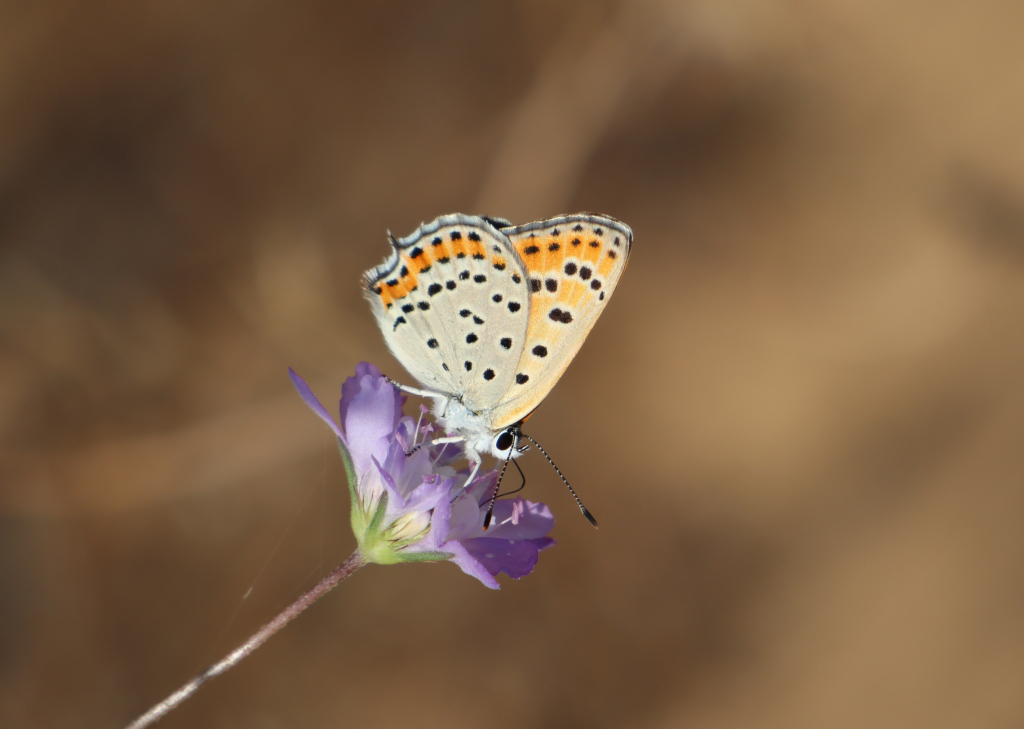 נחושתן_החומעה_חולות_קיסריה