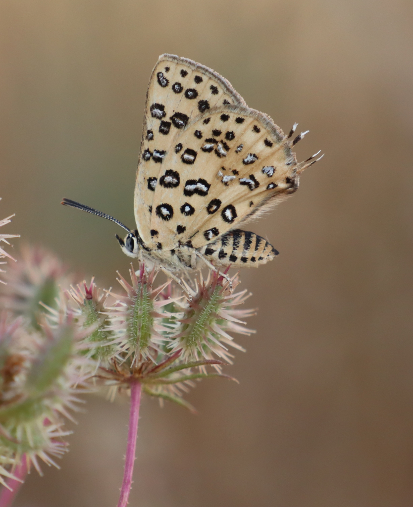 נחושתן_נמלים_גלילי_מין_מוגן_חולות_מישור_החוף
