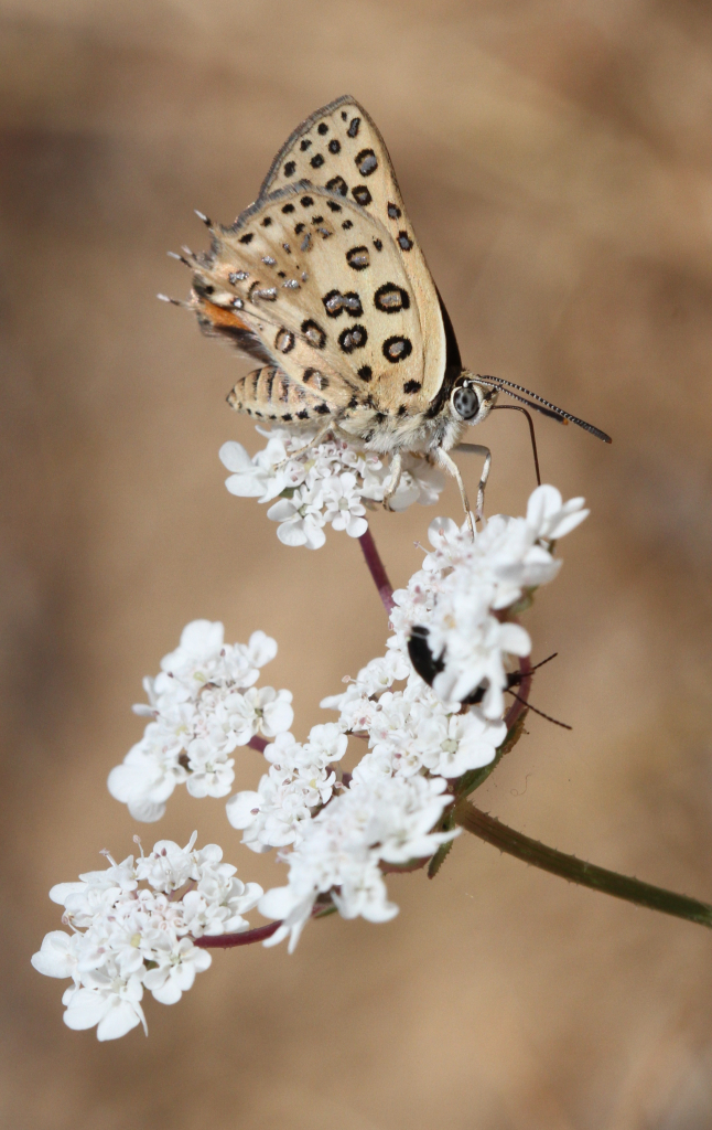 נחושתן_נמלים_גלילי_מין_מוגן_חולות_מישור_החוף_-_דותן_רותם_רשות_הטבע_והגנים