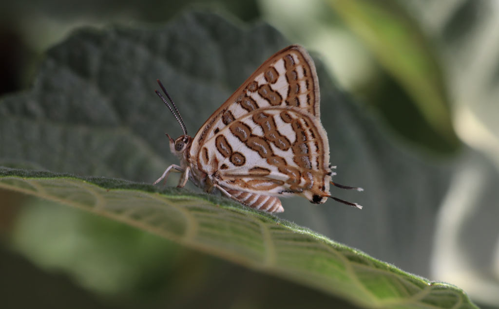 נחושתן_נמלים_מפספס_גוש_עציון