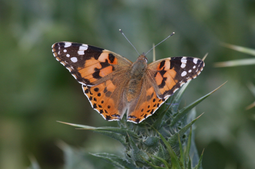נמפית_החורשף_-_דותן_רותם_רשות_הטבע_והגנים
