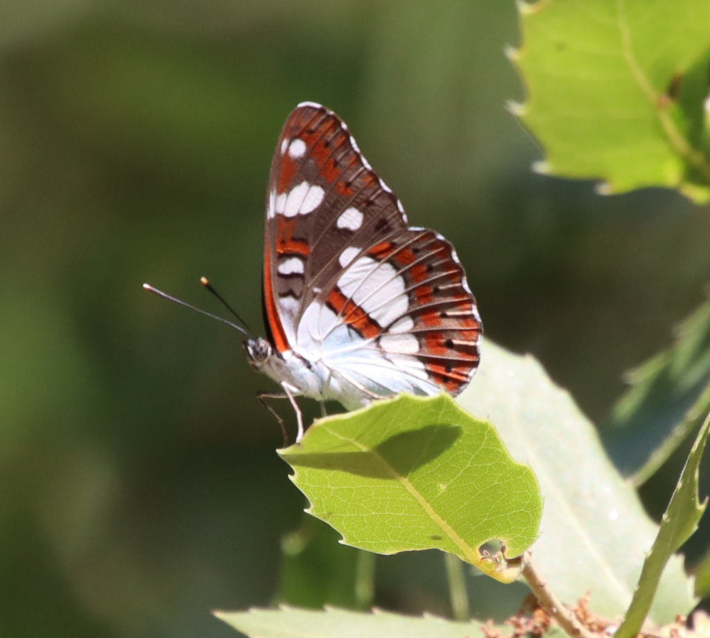 נמפית_היערה_שמורת_נחל_שורק