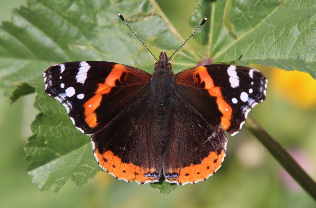 נמפית_הסרפד_גוש_עציון