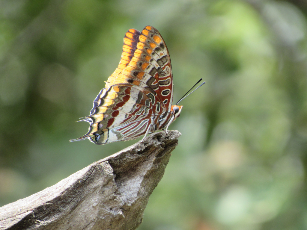 נמפית_הקטלב_שמורת_טבע_הר_טייסים