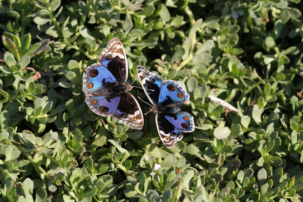 נמפית_כחולה_ערבה_דרומית_-_דותן_רותם_רשות_הטבע_והגנים