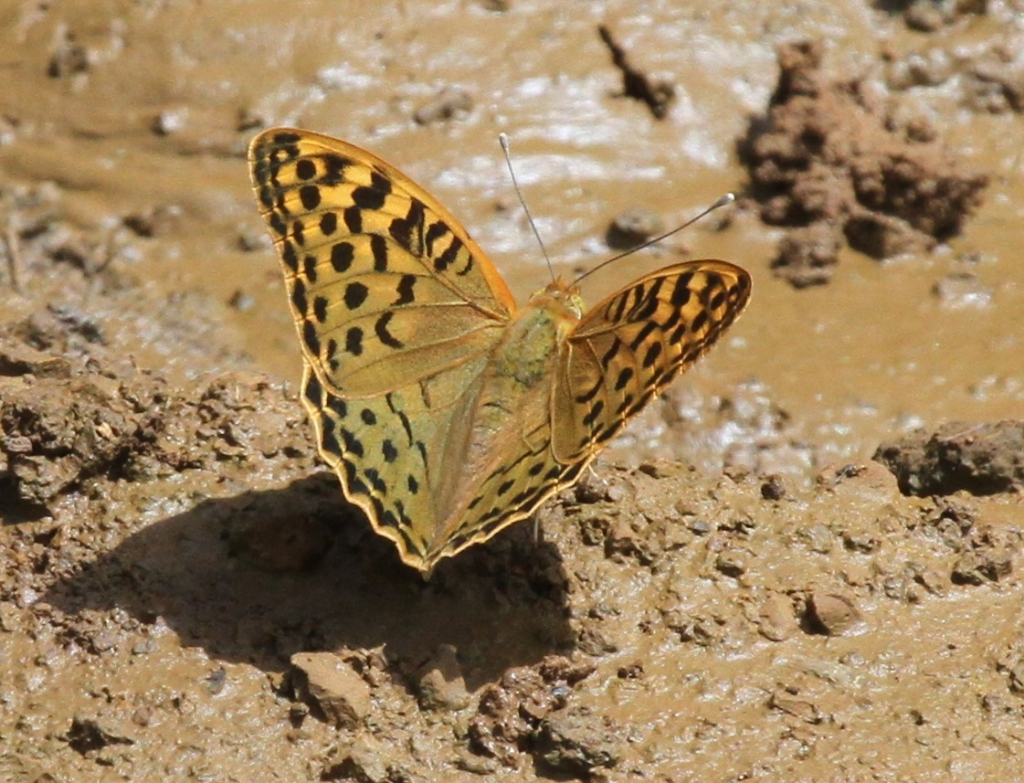 נמפית_פנדורה_שמורת_החרמון_-_דותן_רותם_רשות_הטבע_והגנים