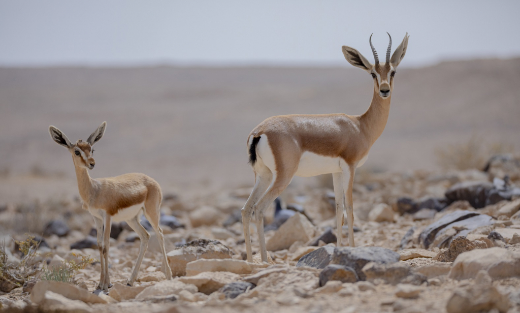 צביה ועופר ליד בריכת מים במדבר- צילום דיוויד רזק