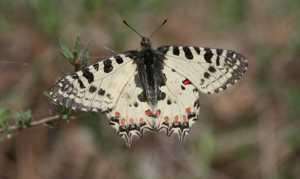 צבעוני_קשוט_גן_לאומי_הכרמל_-_דותן_רותם_רשות_הטבע_והגנים