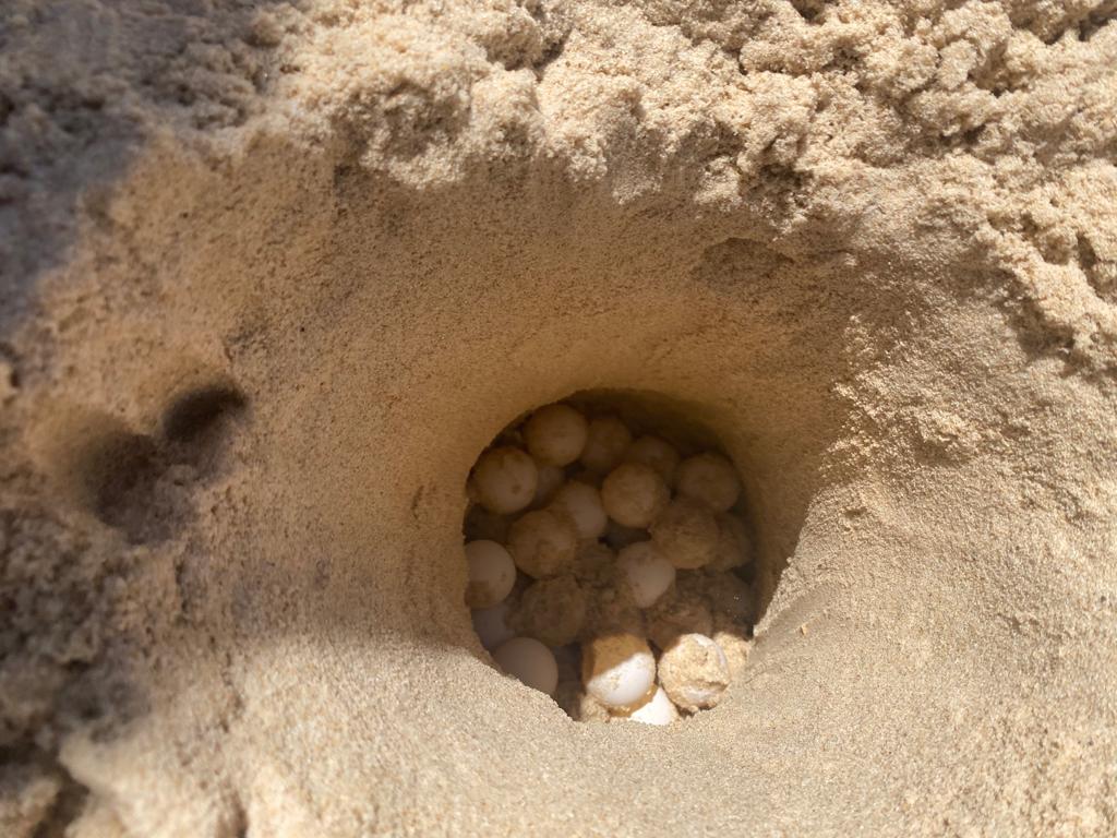 קן ביצים של צבת ים