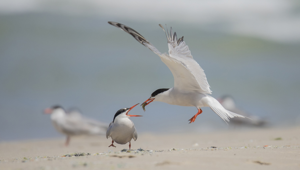 שחפיות ים בבריכות הדגים של מעגן מיכאל- צילום דיוויד רזק
