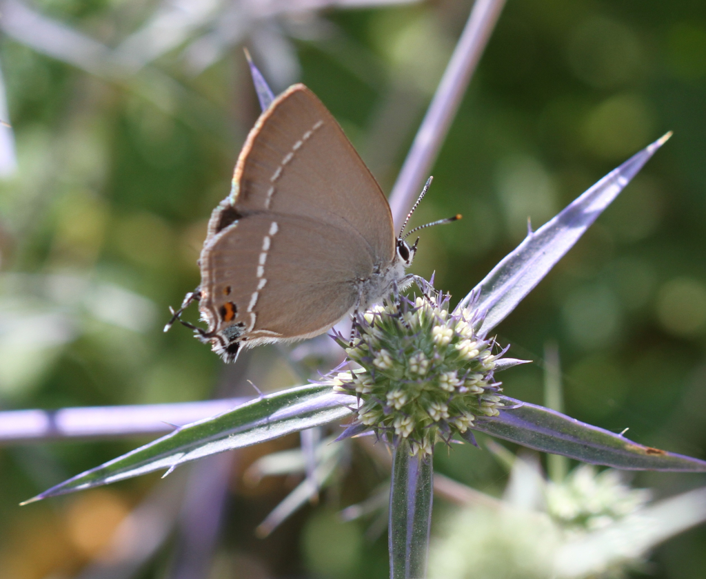 שעיר_האשחר_גן_לאומי_הכרמל_-_דותן_רותם_רשות_הטבע_והגנים