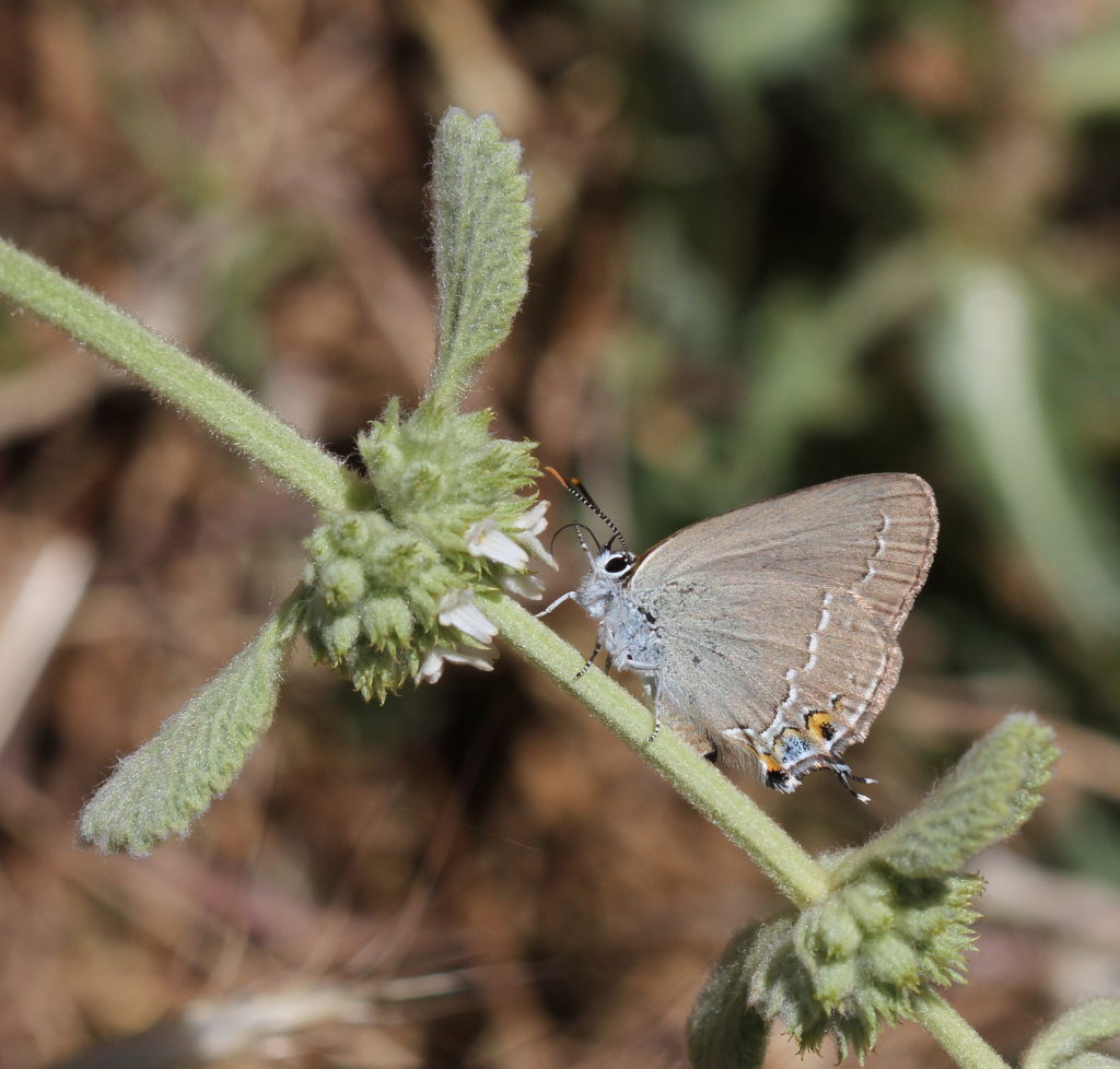 שעיר_השקד_שמורת_החרמון_-_דותן_רותם_רשות_הטבע_והגנים