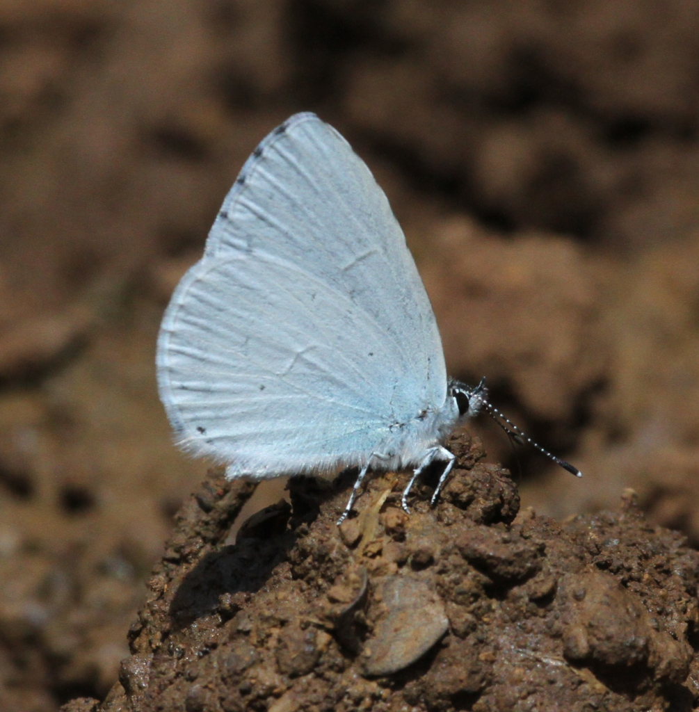 תכול_כנף_הקיסוס_שמורת_החרמון_-_דותן_רותם_רשות_הטבע_והגנים
