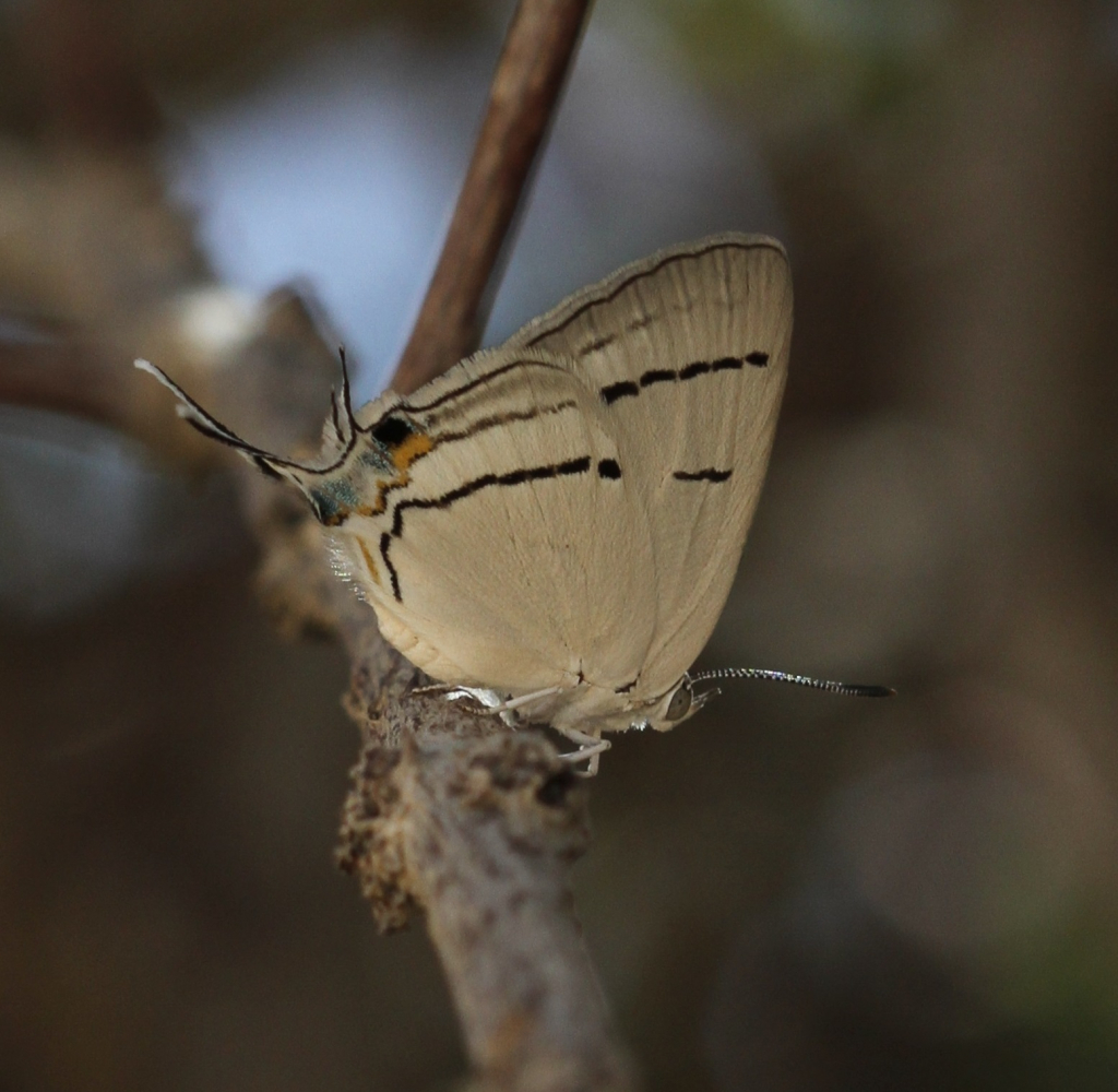 תכלתן_ההרנוג_ערבה_דרומית_-_דותן_רותם_רשות_הטבע_והגנים