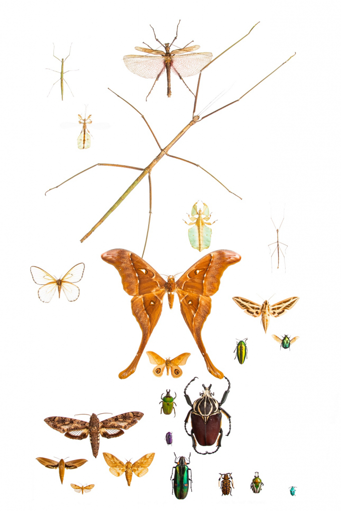 אוסף חרקים בתערוכת פרוקי רגליים- צילום אייל תגר