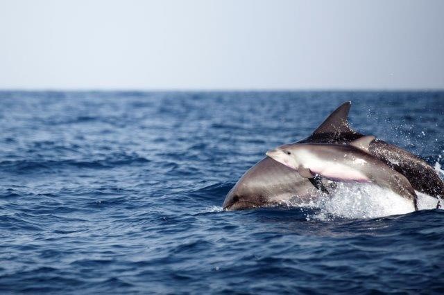 דולפינים - אם ובן- צילום אורי פרו