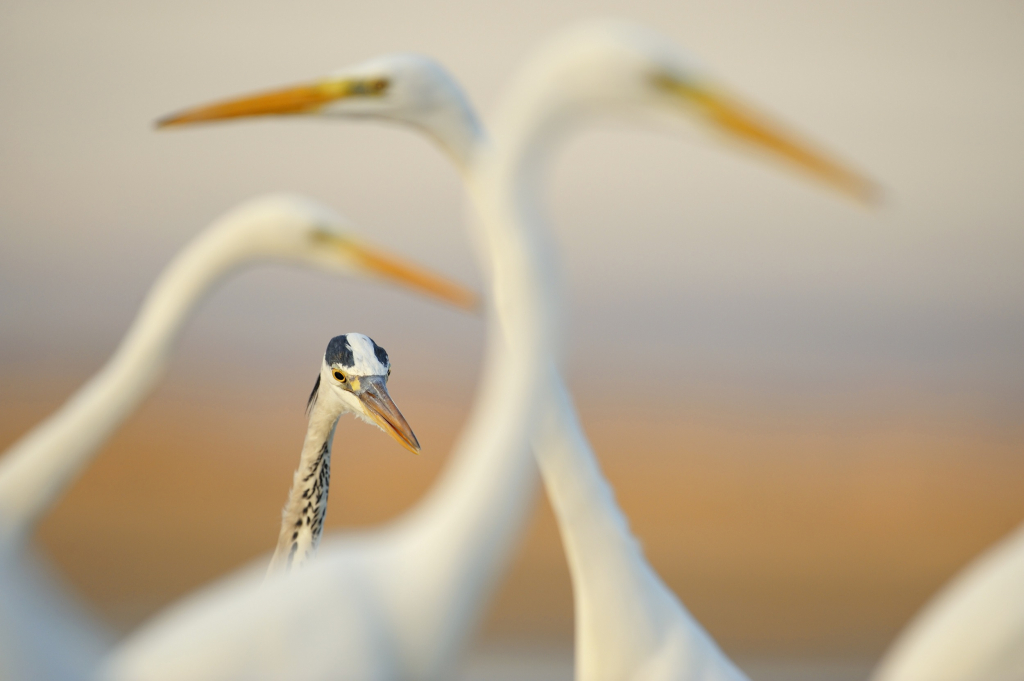 אנפה אפורה בין לבניות גדולות - ולדימיר קוגן