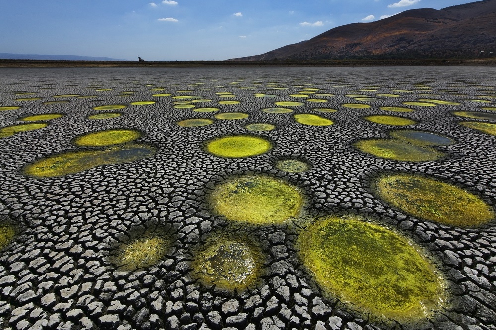 בורות הטלה של דגים - דניאל וינטר