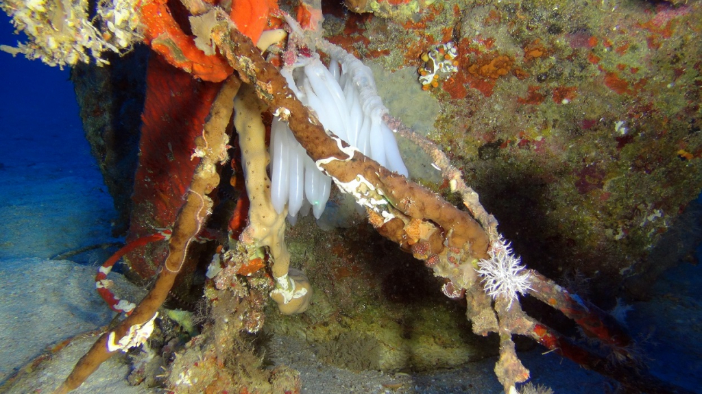 ביצי דיונון