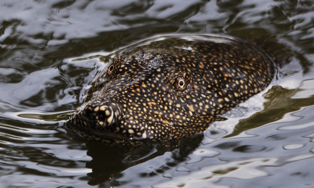 בעת שחייה רק עיניו ונחיריו המוגבהים של הצב בולטים מחוץ למים- צילום חיים מויאל