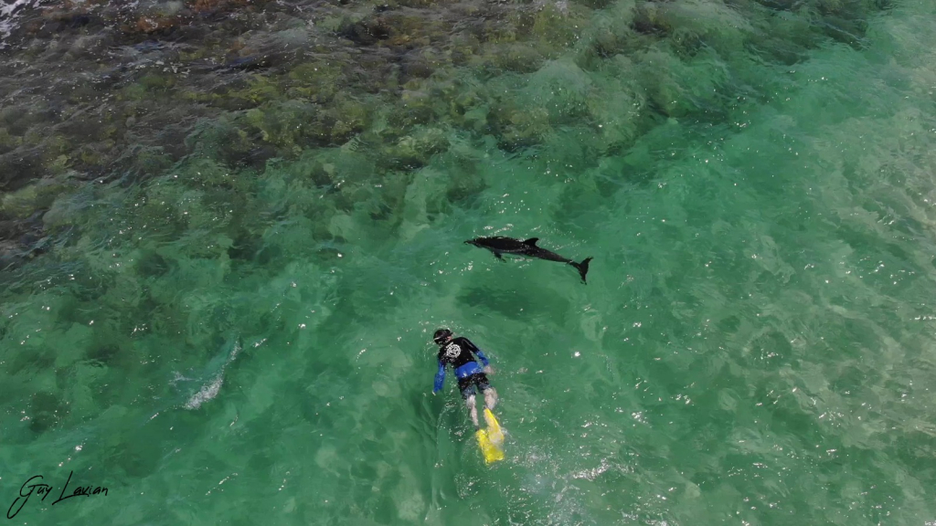 הצלת דולפינה - גיא לויאן