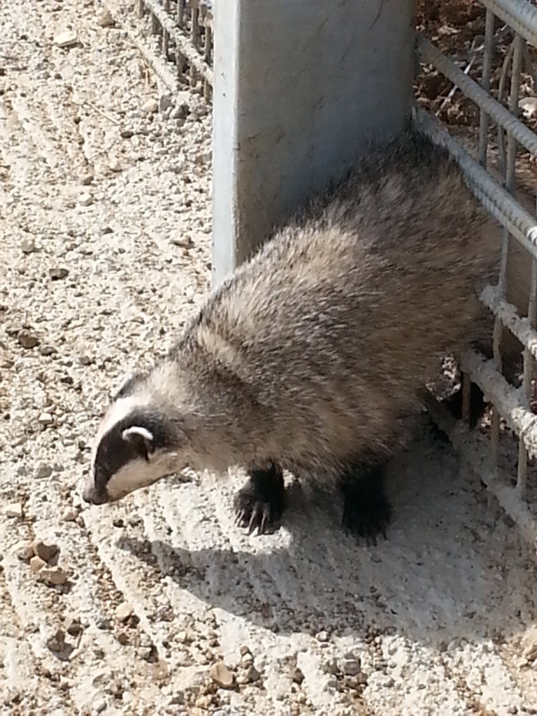 גירית מצויה שנתקעה בגדר הגבול בגולן - צילום אלון רייכמן