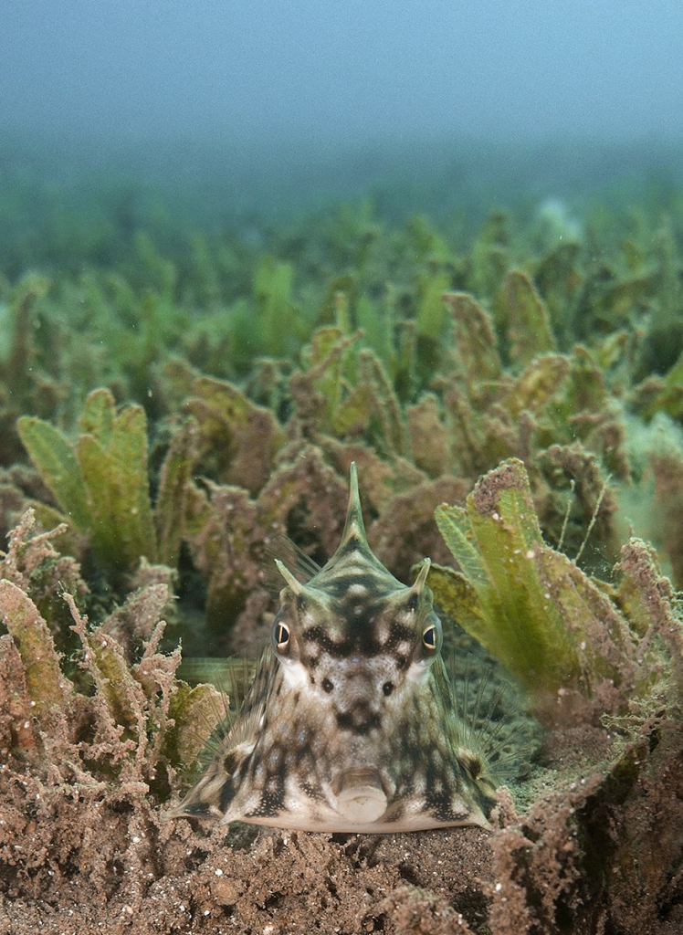 דג שיריונן במפרץ אילת- צילום עמרי יוסף עומסי