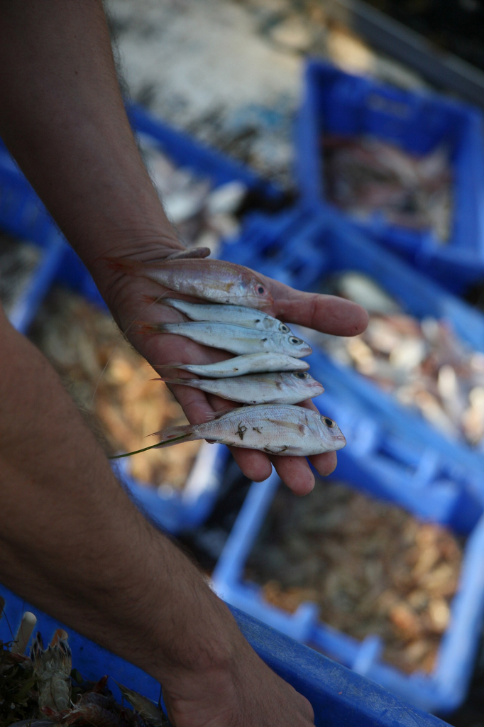 דגה מהים התיכון- צילום דותן רותם