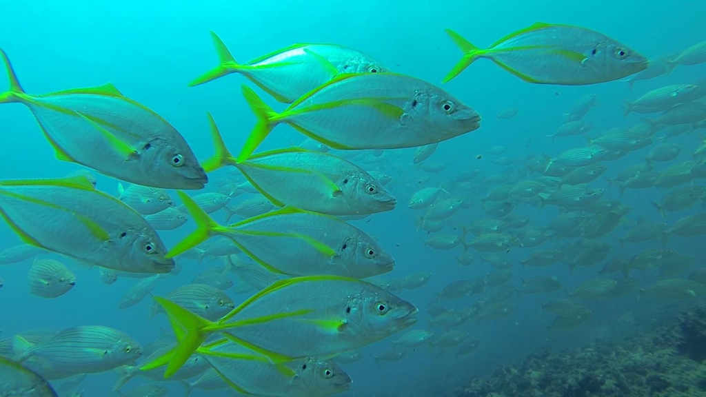 דגי צנינית בים התיכון- צילום אנדרי אהרונוב