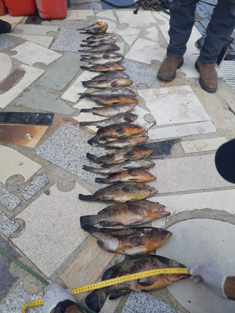 דגים - היחידה הימית