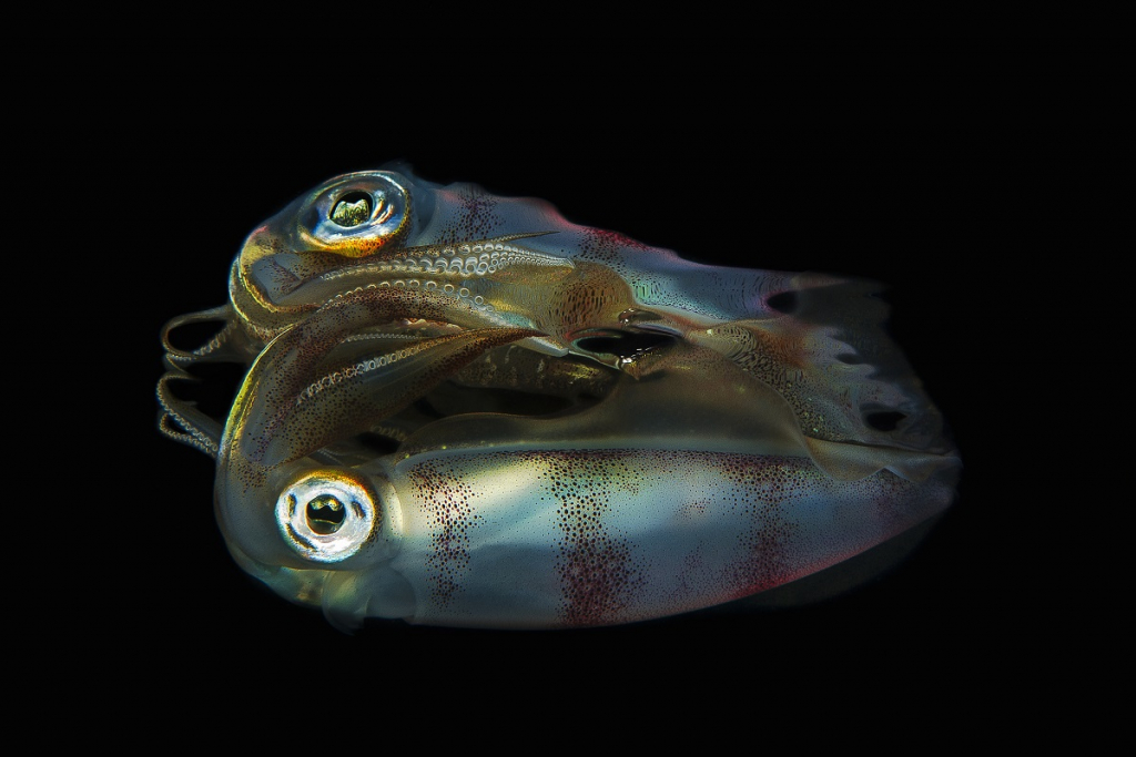 דיונון רחף - נועם קורטלר