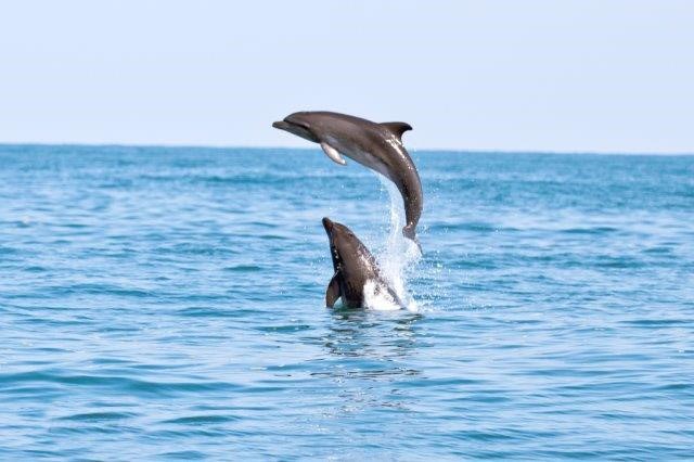הדולפינים נראים בריאים וחיוניים והם משחקים, פעילים חברתית ומתרבים- צילום אורי פרו