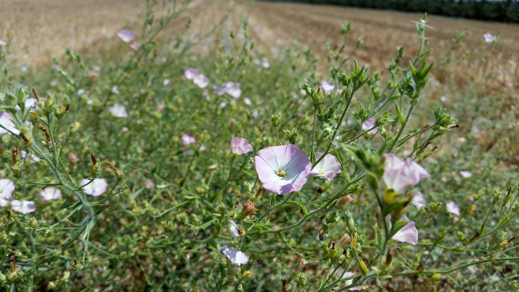 החבלבל המדברי נתגלה שוב באזור הבקע הסורי אפריקאי- צילום מרב לבל