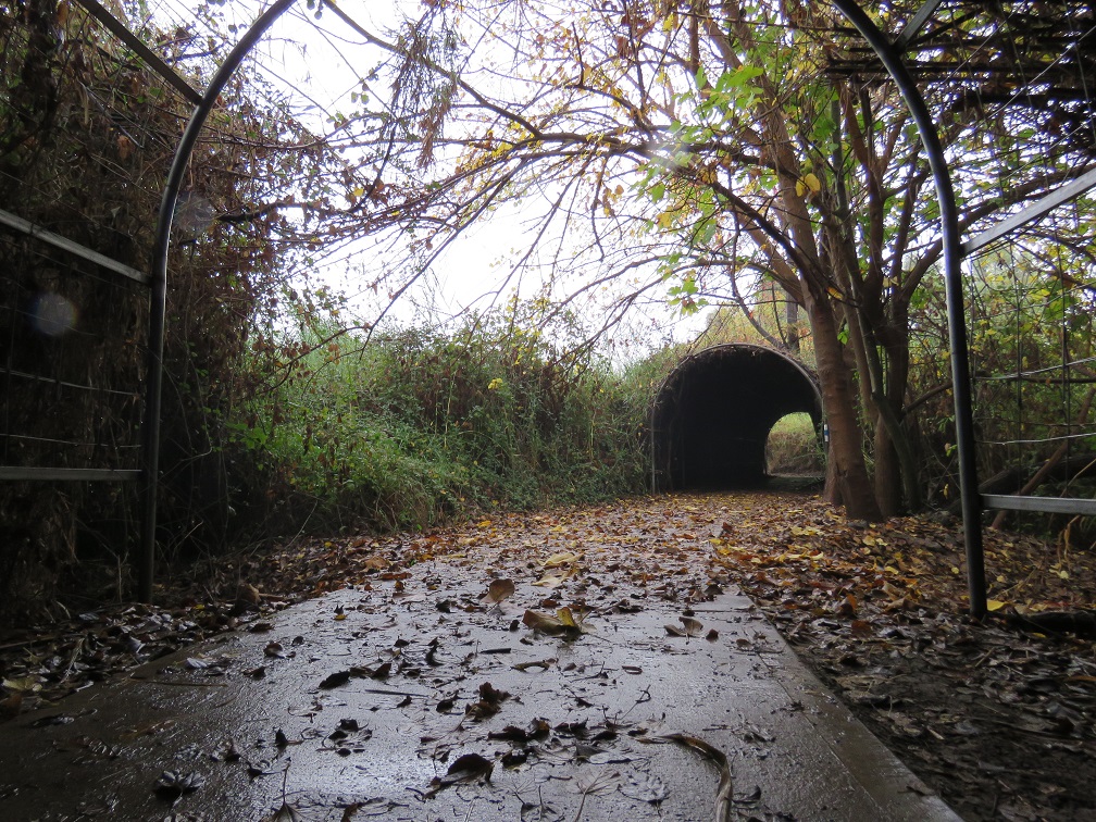 המסלול היבש בשפך נחל דליות- צילום שירן אונגר